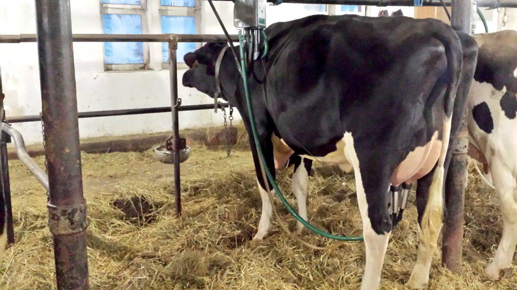 SelectSiresInc's tweet photo. “@ben_mallett: Hard not to love a 2yr old that acts, works &amp; looks like this at 2 weeks fresh!  #Atwood http://t.co/cAQzLch5YI” Awesome!
