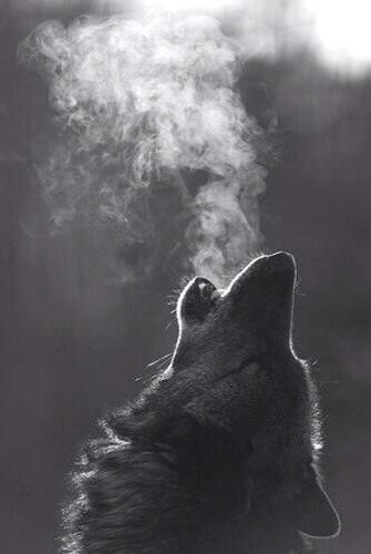 cnacional_'s tweet photo. La mejor luna se ve desde la boca del lobo http://t.co/8zpmbKdqol