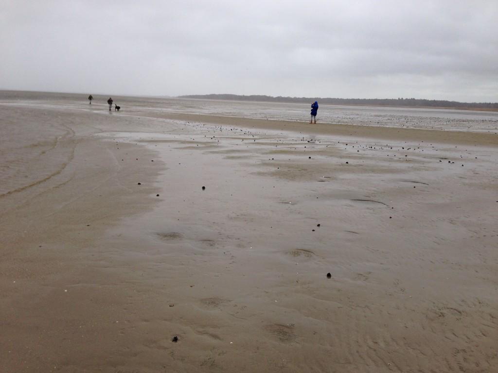 Storm in #naarden wadlopen in de achtertuin. Gooimeer loopt leeg. <a href="/GemeenteNaarden/">Gemeente Naarden</a> #naardereiland #naarderbos