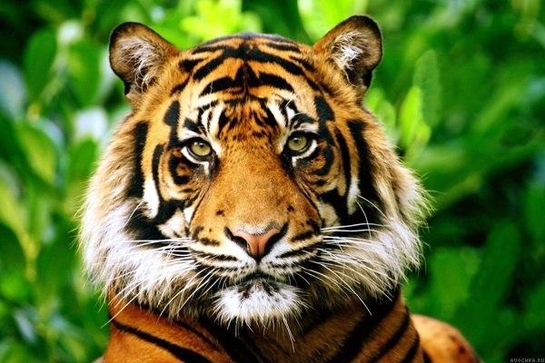Avochka's tweet photo. Фото с тигром на avochka.ru
#картинки #фото #аватары #животные #авы #хищники #тигры #аватарки
http://t.co/t85QxmkyEf http://t.co/WV8EG58pyv