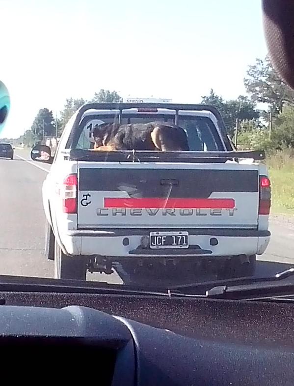 C5N's tweet photo. #MiReporte: Traslada al perro en la caja de la camioneta por Ruta 2. "Estaba asustado", escribe @LuulyOlveira http://t.co/HY7l3NVRzq