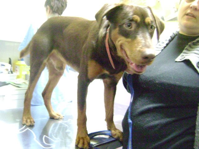 LASAnimal's tweet photo. https://t.co/gY1xdzJxZ4 AL POBRE #TONY nadie le quiere? Le atacan los perros de la acogida. ES MUY URGENTE!! http://t.co/maJ2TLwZ9Y