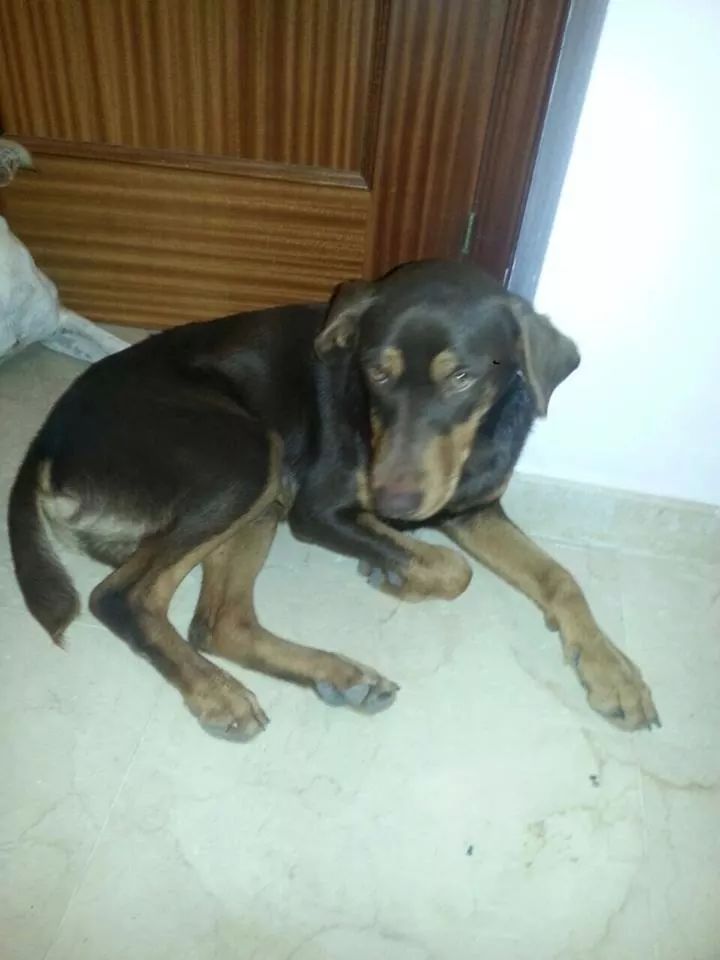 LASAnimal's tweet photo. https://t.co/gY1xdzJxZ4 AL POBRE #TONY nadie le quiere? Le atacan los perros de la acogida. ES MUY URGENTE!! http://t.co/maJ2TLwZ9Y