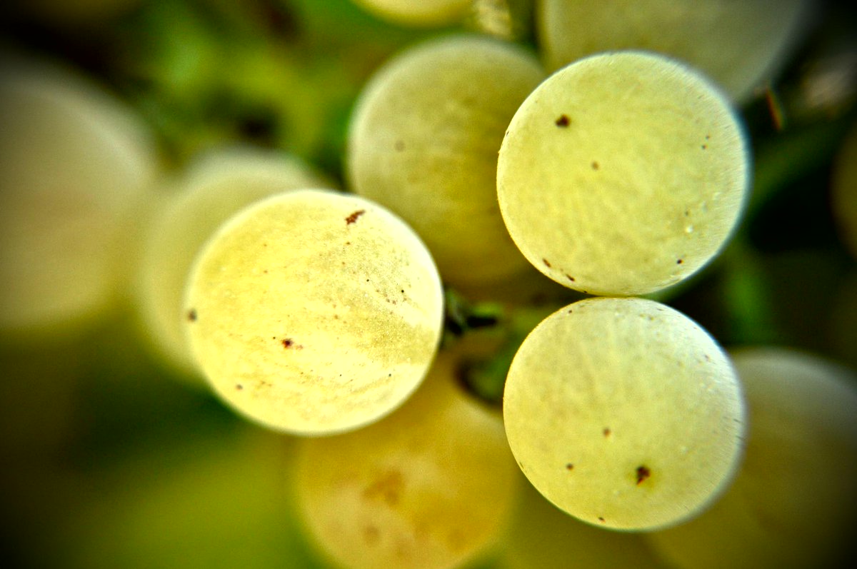 etnaroccadapi's tweet image. Etna#Natura#Profumi#Sapori#Suoni#etnaroccadapi.it#TerritorioUnico#PietraFocaia#SweetWine#Unico