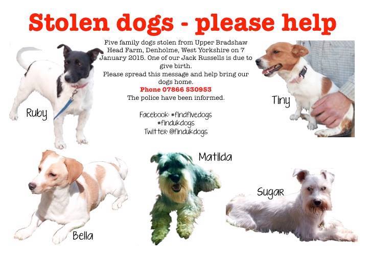 FindFiveDogs's tweet photo. 5 dogs don't just disappear - someone knows something.We need to get home soon.  Pls follow &amp; #RT @DoglostUK http://t.co/4HU5PoFAwI