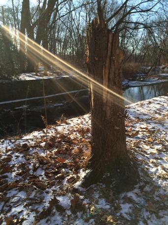 GwendolenGross's tweet image. So cold the sunlight froze. #wintershine