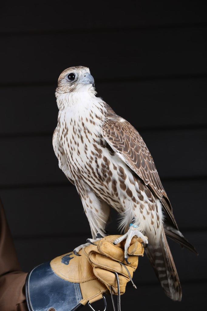 #الوعد_مرمي
صورة من أرشيف ٢٠١٤ لأحد الطيور المشاركة في مهرجان #قطر الدولي السادس للصقور والصيد ٢٠١٥ #كتارا البرقع