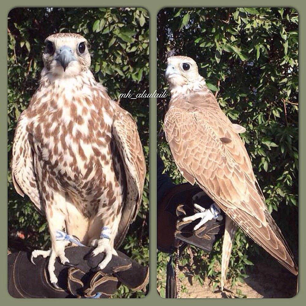 فرخ حر وافي أشعل طرح السعودية اليوم حول العويقيلة مقاسة ١٧/١٧ راهي وزنه ١١٧٠
مزادة السبت ٨ مساء
مكتب هاشم الصليلي