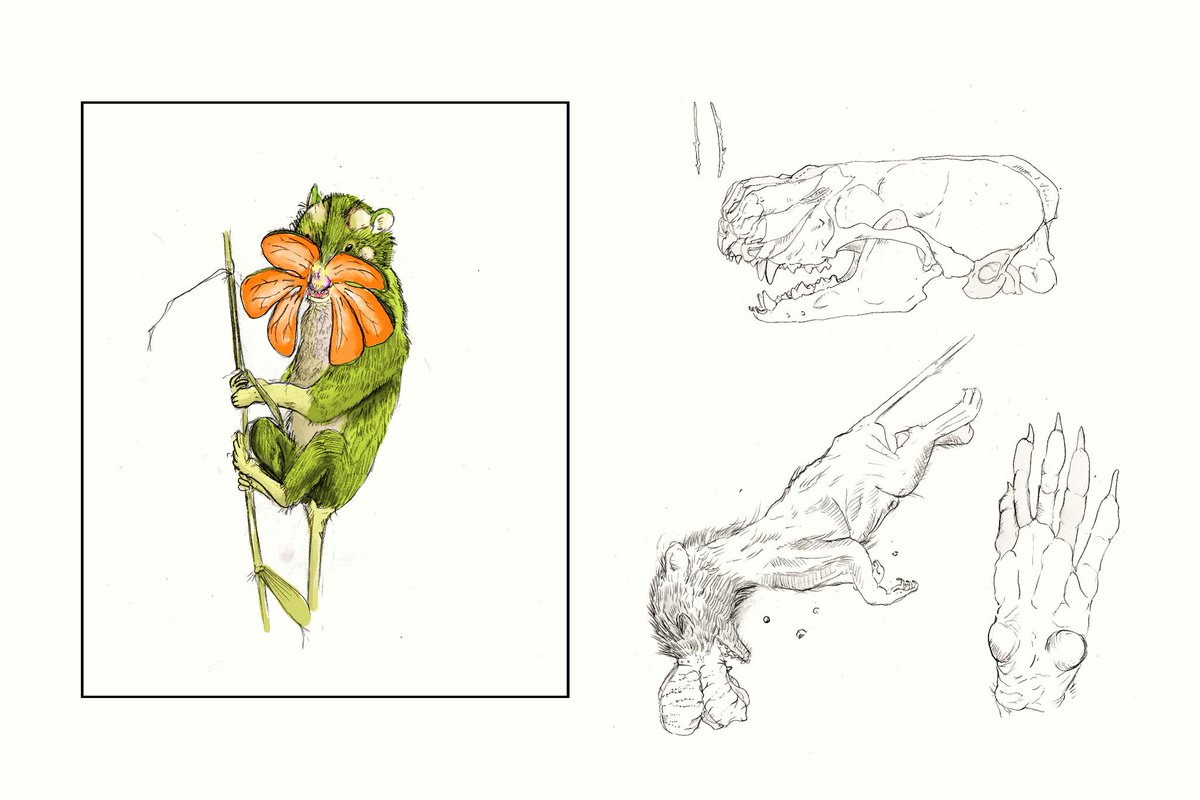 理科教師とらふずく בטוויטר 島の東側の高原で見られるハナモドキ類 優先する種はフシギハナモドキ この仲間には疥癬症にかかっているものが多く 餌が取れなくて死んでいるものも見られた 頭蓋と右前脚を スケッチ 草を把握するためか 手根骨が発達している