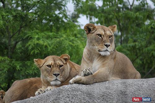 Impressions of the new #Paris #zoo goo.gl/8oG0ou <a href="/AdelinelaGirafe/">Adeline la Girafe</a> <a href="/lofficielparcs/">L'Officiel des Parcs</a> <a href="/ParcZoologique/">Parc Zoologique</a> <a href="/Le_Museum/">Muséum national d'Histoire naturelle</a>