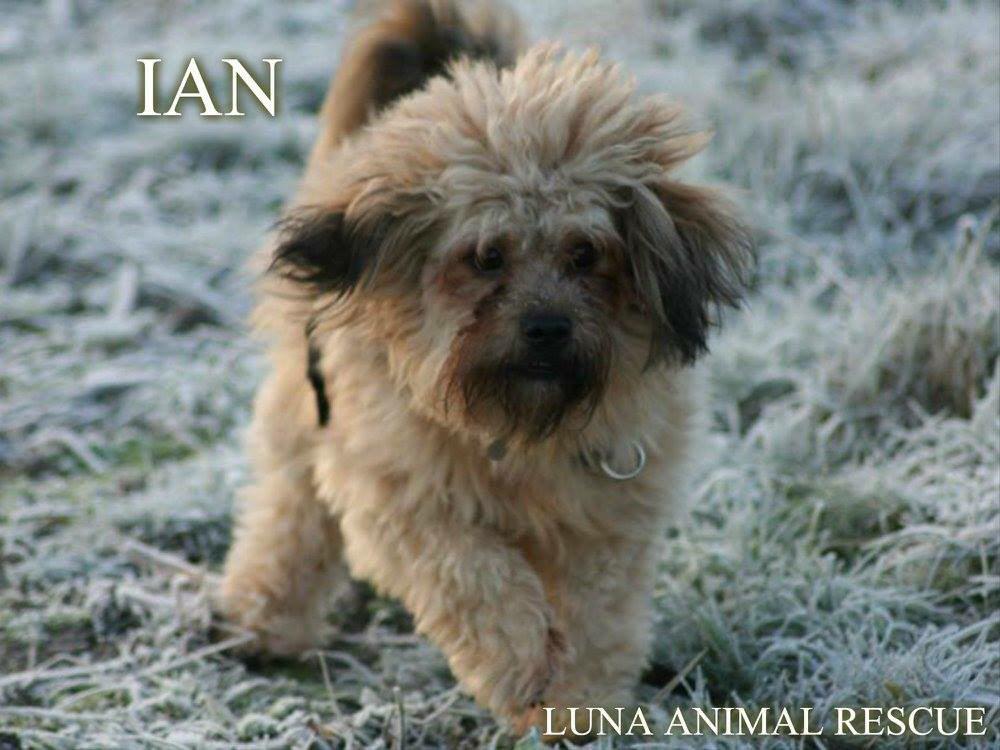 The_Animal_Team's tweet photo. #foreverhome Ian 2yo #adorable #obiedient children over 10 as he doesn't like collar grabbed @LunaARescue #rt http://t.co/ZFV6uf1F2s