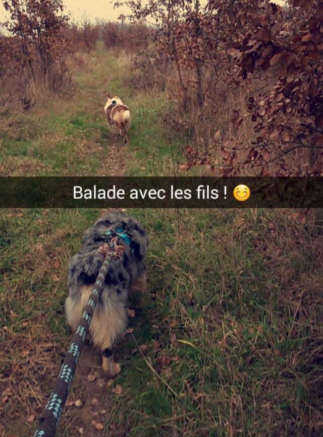 CoudercMegane's tweet photo. Une bonne ballade de saison 👍😊🐶📹🐴❄️🍂 #cafaitdubien #foret #lesbergers #gopro #acheval http://t.co/W02wW7gfv7