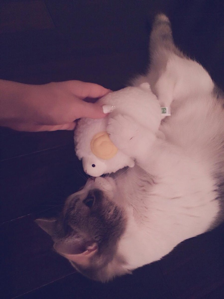 tkmn_world's tweet photo. Minami:
にゃーちゃんとひつじ
Nyaachan &amp; Sheep http://t.co/VOCROf4AmO