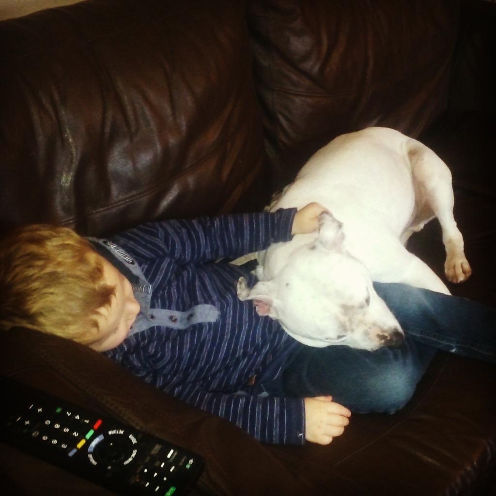 staffiewalking's tweet photo. Staffie snuggles on a rainy day 💛 http://t.co/nULHvb4NgY