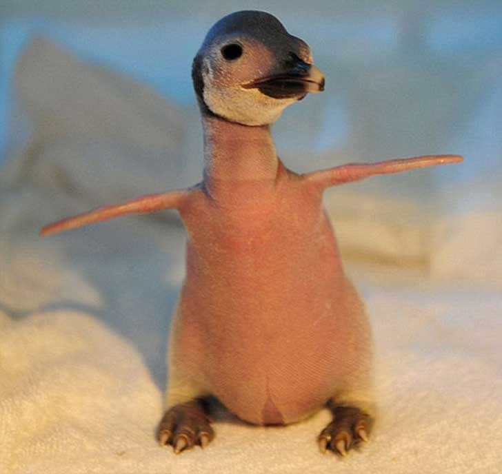A3Noticias's tweet photo. [Blog Esto No es Noticia] ¿Reconoces a estos animales sin su pelo? [GALERÍA DE IMÁGENES]
http://t.co/M7kz3Rs471 http://t.co/Im9WRpMcc9