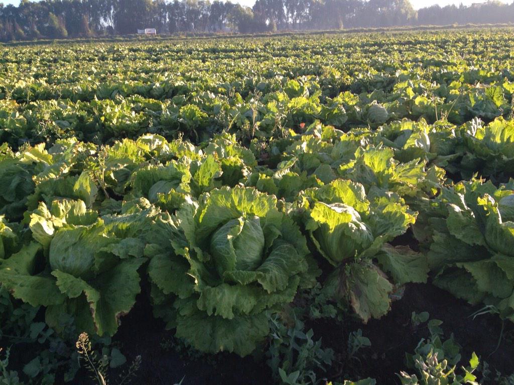 Nuestro cultivo de lechuga