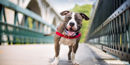 veterinarios's tweet photo. Sonrisas que enamoran. http://t.co/xrPNXQTlzw