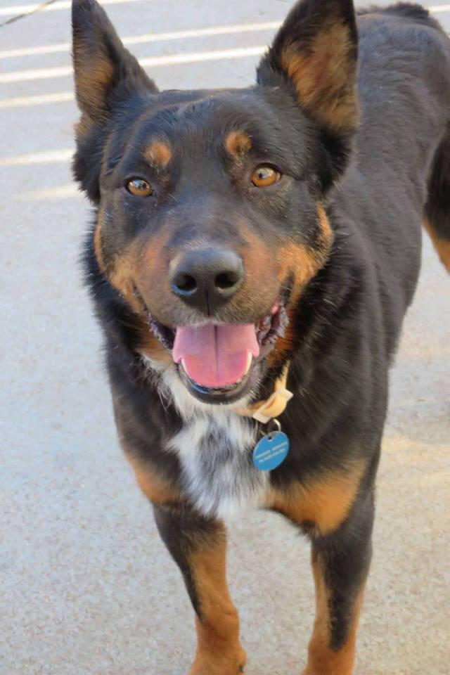 TeamWilson7's tweet photo. @TeamRyanBBAUS Pls RT. Help us find Wilson the Rescue Dog! Missing from Annandale since 19/12 #pleasehelpfindwilson http://t.co/WEQ4aaz0wM