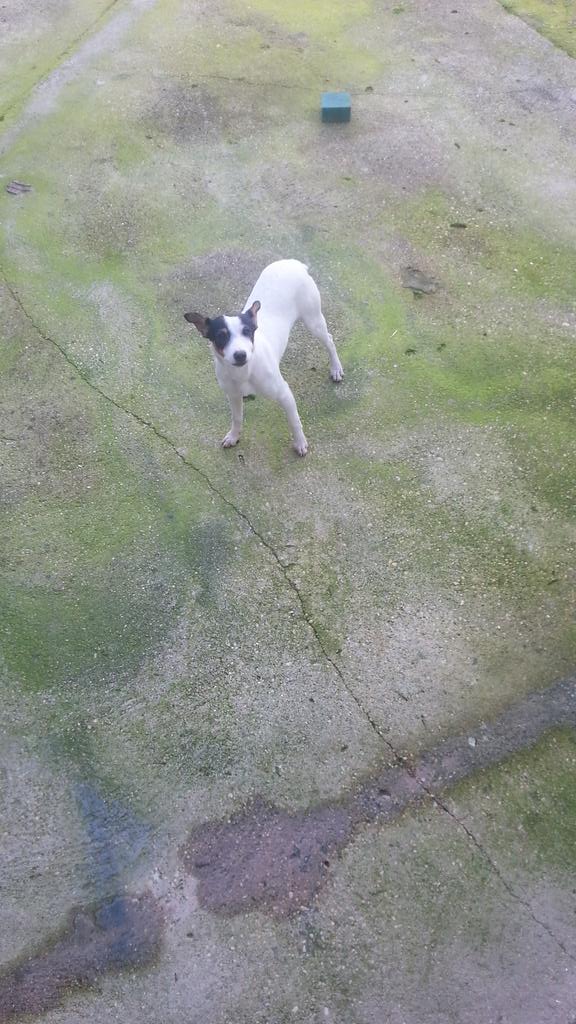 MnRaf7's tweet photo. Se ha perdido sta perrita bodeguera responde al nombre de lola en las posturas sobre las 12:30 kien sepa k avise xfa http://t.co/v8vZdc0FBa