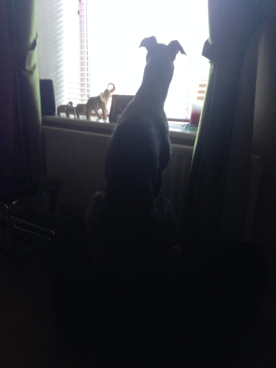 flossylushfish's tweet photo. Looking for his dad. http://t.co/qde97L9b8p