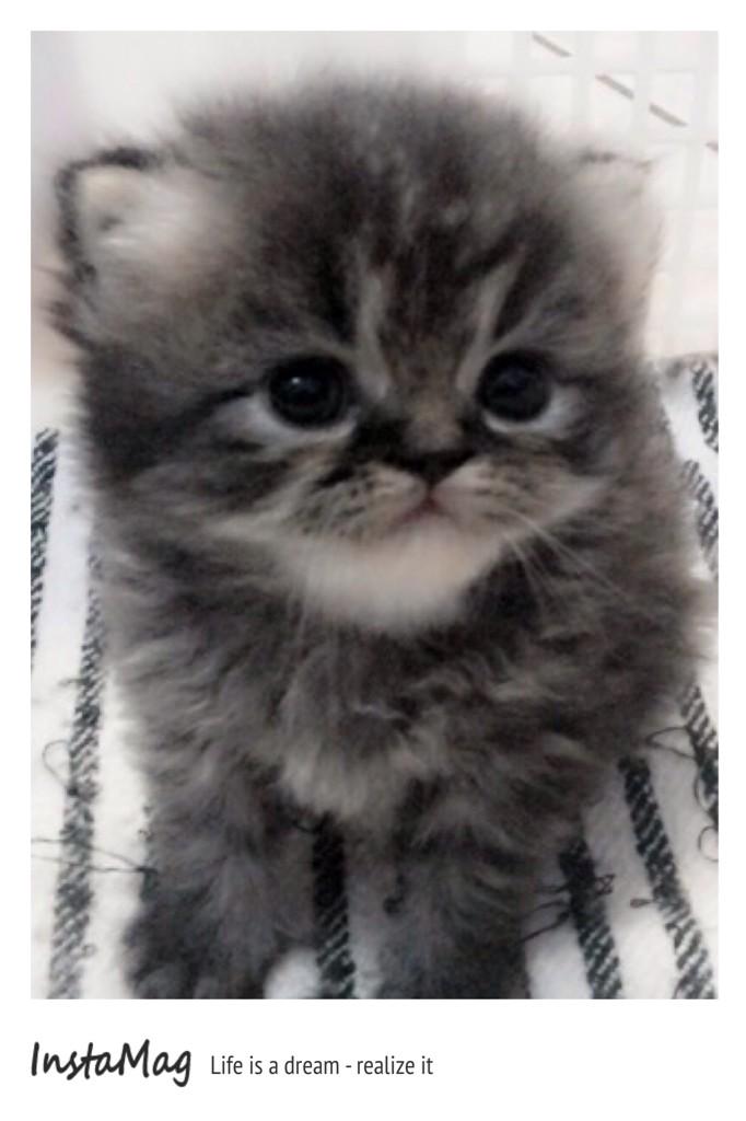 Lucunya Ichiro ku.....