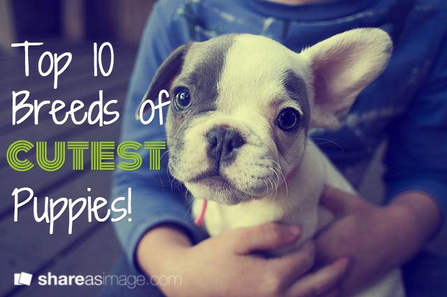 DogIdentifier's tweet photo. Gush over the cutest #puppies in all the land. Our Top 10 Cutest Dog Breeds! http://t.co/qB2gH1BhU4 http://t.co/aEIRpVDN8k