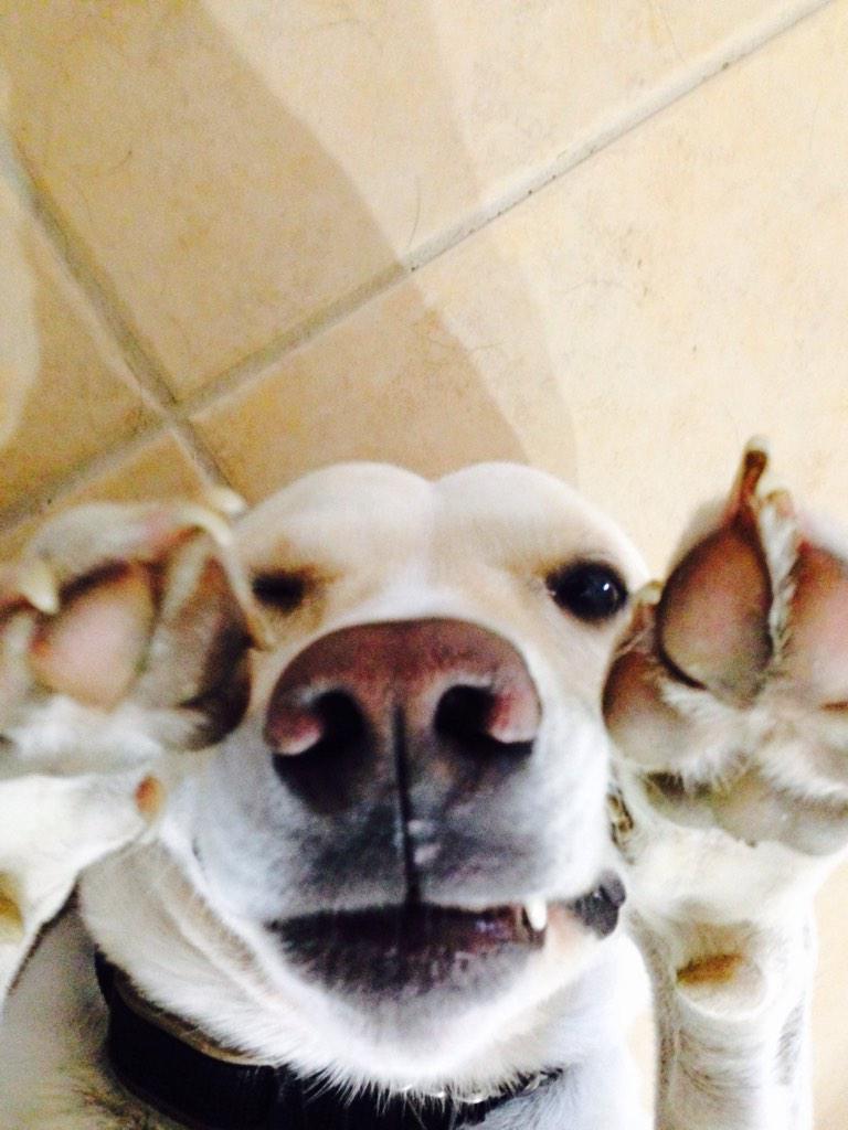 KaraMB75's tweet image. This is what happens when I tell my dog to sit. *sigh* #overreactmuch?