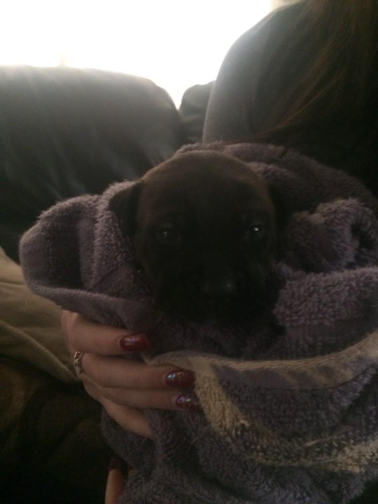MsNina319's tweet photo. #granddog http://t.co/P1TeKXln8n