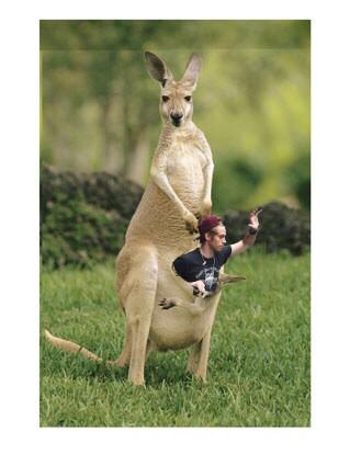 Inside Kangaroo Pouch