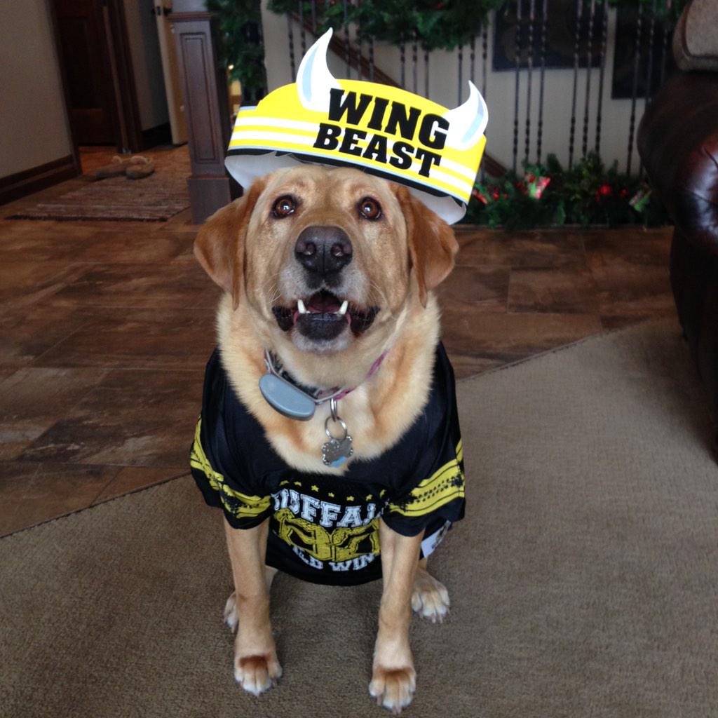CJZomer's tweet photo. Zoey is ready to watch her brother race tonight for night #2!! #winterheat #racedog #bww #go82 http://t.co/AMbQ1XfIbm