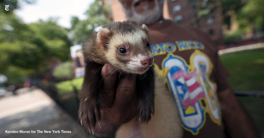 nytimes's tweet photo. NYC's underground ferret community hopes everyone will stop thinking they're insane http://t.co/YrmsQLEqlT http://t.co/9NE9VZJwAW