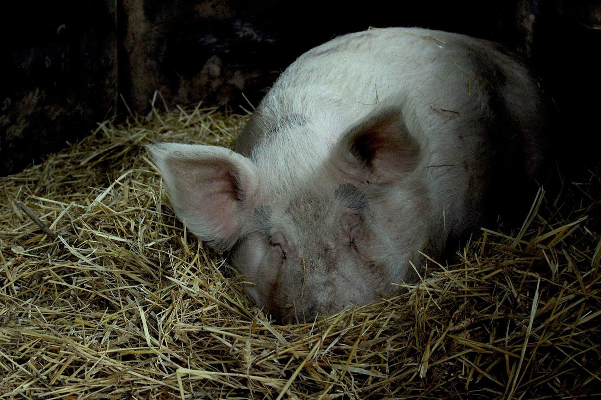 GRAZIE: il nostro 2015 si apre con un ringraziamento... Lei è Peppa... su fb: facebook.com/permalink.php?…
