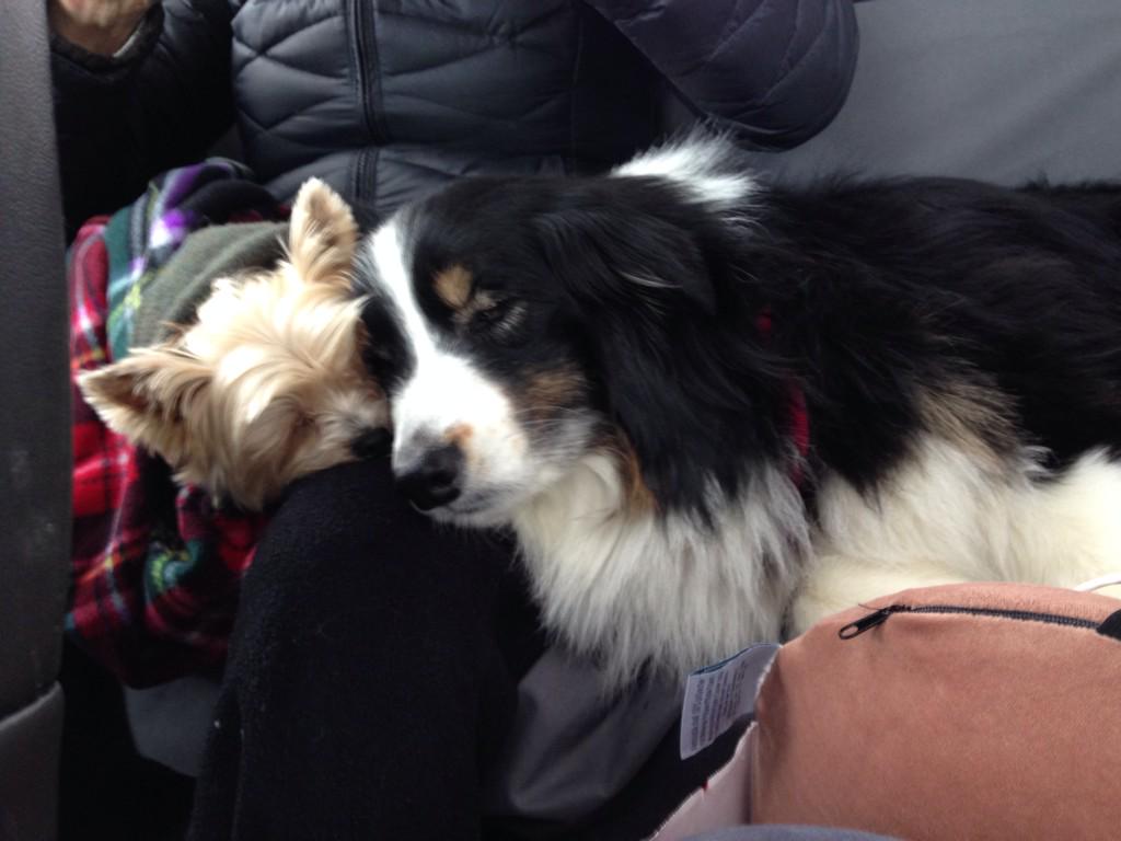 baileyaussie's tweet photo. Nap time with my best friend! #carride #Sleepyheads http://t.co/pZ8GfF5USb