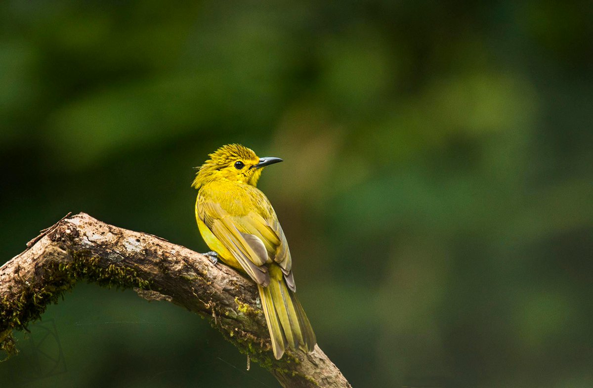 Yellow Browed Bulbul
Ganeshgudi
Karnataka
#Birding #WesterGhats #MyClick