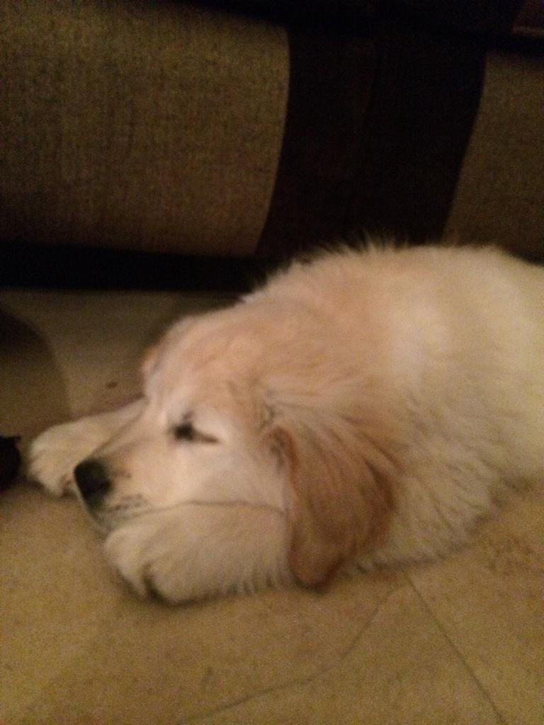 OliArmagnac's tweet photo. Just been out for the day with the family and look what I'm coming home with !!!
#familytime #notsureaboutthatone http://t.co/jz6xPp9PMA
