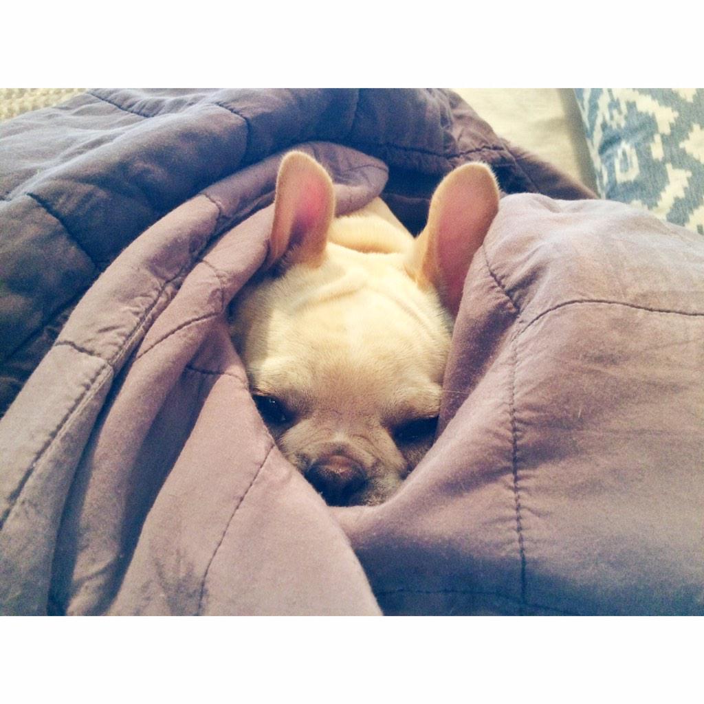 BanjoFrenchie's tweet image. It's freezing...and I don't know what to do right now ⛄️#frenchieproblems #frenchies … instagram.com/p/xaap0Njz2v/