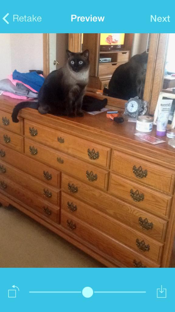 erjansam's tweet photo. My cat lucky on the dresser. He likes staring at himself. #lolyou http://t.co/azSaFiZJnI