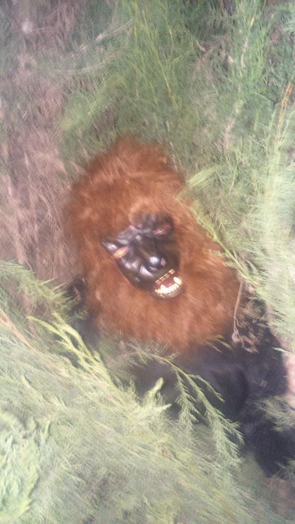 Nos invade un simio en el campo a <a href="/zumbi99/">Gabriel Parra Gonzál</a> <a href="/vaiollette/">VIOLETA LOPEZ SANCHE</a> <a href="/JoseCatalanTDJ/">jose catalan</a> <a href="/SANDRUKIYA/">SANDRA</a> <a href="/RocioCJ/">Rocío Carrascoso</a>