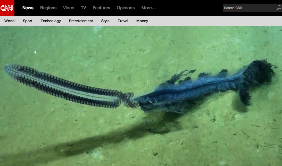 CNN's tweet photo. Rare deep-sea creature caught on camera. See the incredible video on any device #DiscoverCNN http://t.co/6XQ1yrizWP http://t.co/KVJ49xrQGz