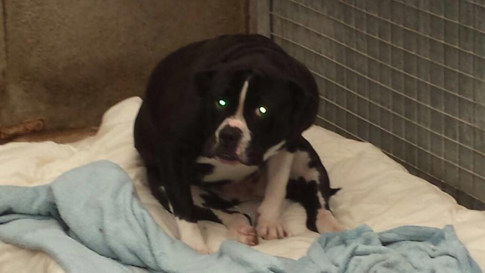 NWDogRescue's tweet photo. Maybe boxer cross staff or AmBull cross staff, very much like Gucci, but is so frightened :( Name for her please? http://t.co/J23EYjXONX