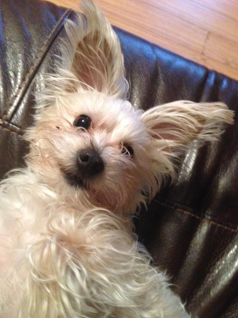 No_LackinDrew's tweet photo. My Dog #benji #Yorke my best fukkin friend 😁😁😁 http://t.co/mg7vHHbMHR