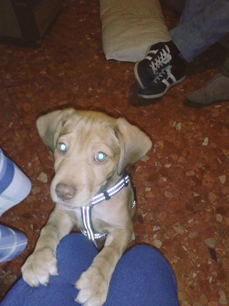 LauraaRamon22's tweet photo. mi chico guapo como crece!!!! # Odly http://t.co/15ItRD78KG