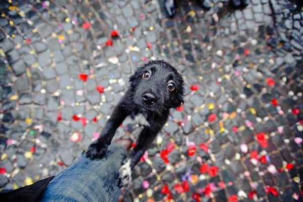 _Paisajes_'s tweet photo. Esa cara que te mata de ternura. RT si amas a los perritos. http://t.co/tirJalYpIf