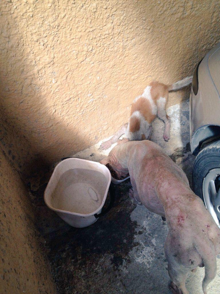 MASCOTASDECALLE's tweet photo. Si alguien ve estos perritos en Las Salinas-La Guaira favor retenerlos y avísarnos. Los queremos rescatar! http://t.co/AzF1floTD7