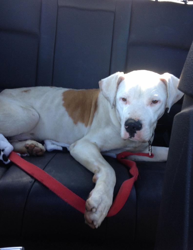 beaumadisonpc's tweet image. HOORAY SAFE 1/3!!! @LabsAndFriends   labradorsandfriends@yahoo. com #Thankyou4sharing #2All whoRTed #CarsonShelter