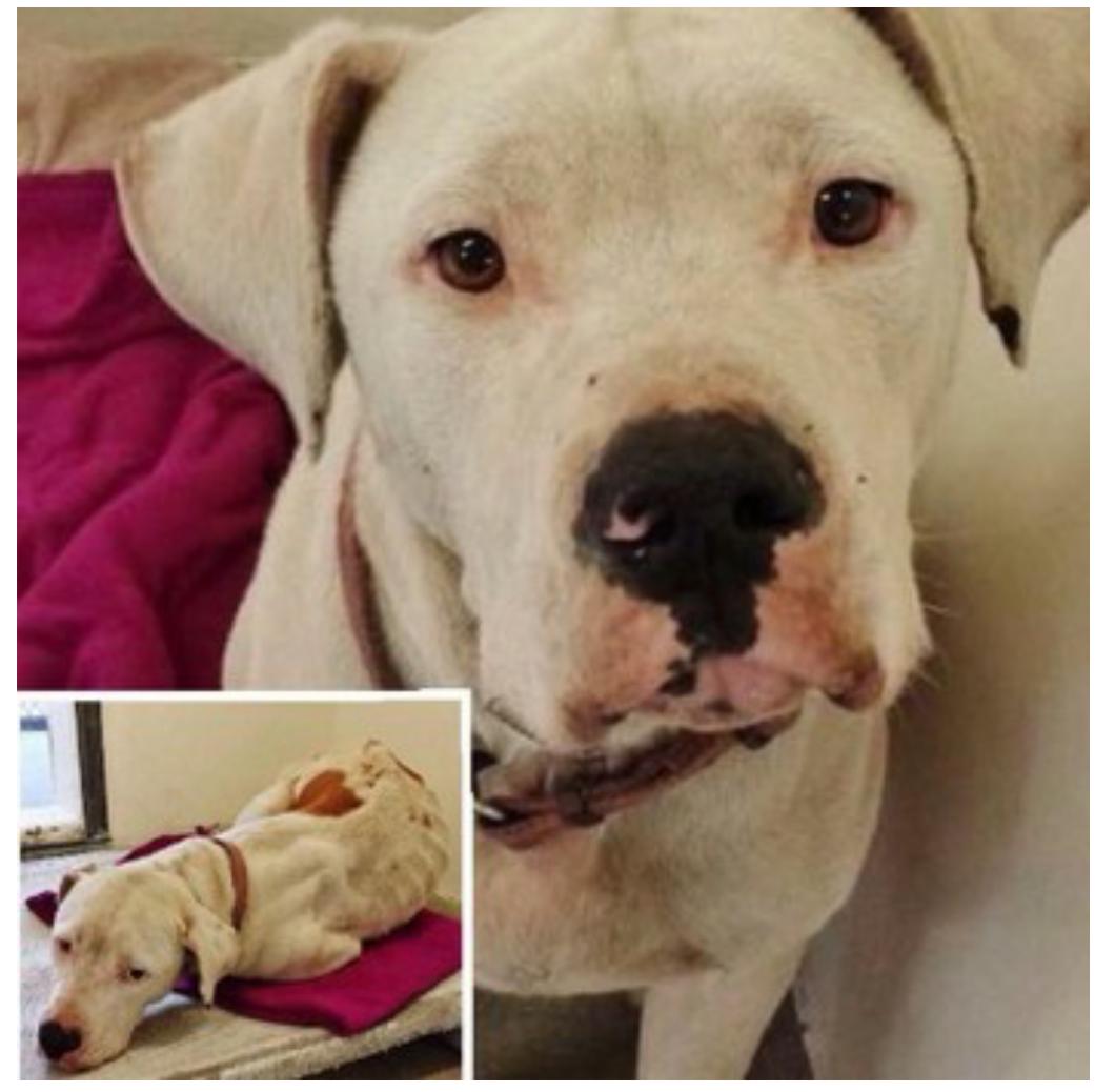 beaumadisonpc's tweet image. HOORAY SAFE 1/3!!! @LabsAndFriends   labradorsandfriends@yahoo. com #Thankyou4sharing #2All whoRTed #CarsonShelter