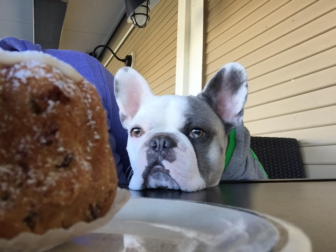 frenchieOtis's tweet photo. Memorized by the @CornerBakery carpaccio bund cake. 😦#amazing http://t.co/kafq6NJtoX