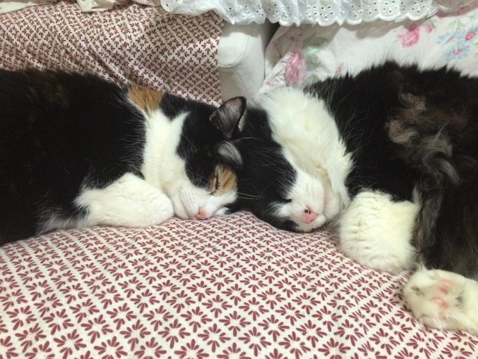 Hersy and Himsy. Both rescues. #Adopt and go to your local animal shelters please. http://t.co/Ikeev<a href="/tag/adopt"class="tags">#Adopt</a>
