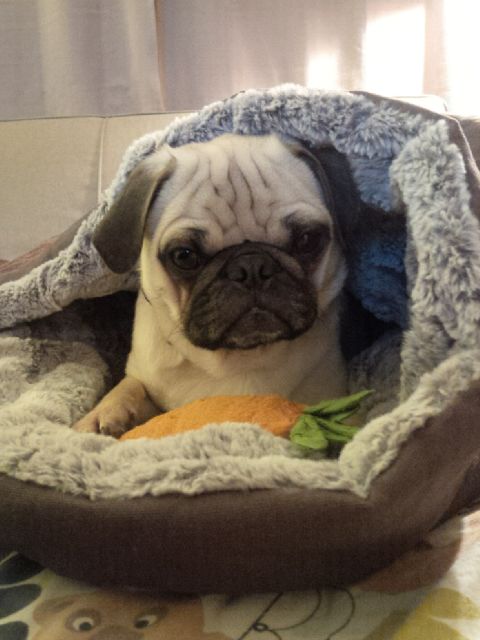 Airforcepugs's tweet photo. Winston is loving the new bed! #playbed #snuggles http://t.co/yylIBzGh29