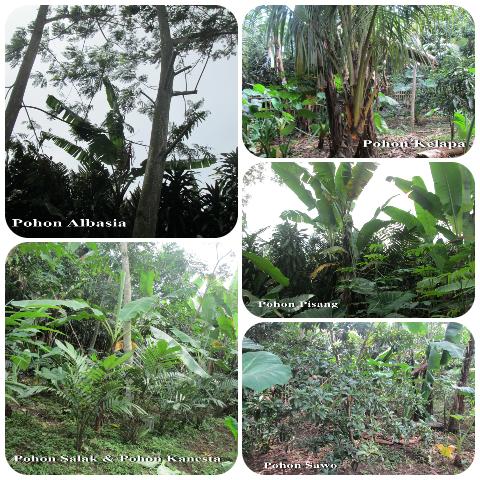 betterBDG's tweet photo. Via @hazza_kostan: DIJUAL tanah(kebun)427m2 75jt pangauban(batujajar) dpn msjd ataqwa kab.bandung brt 085720387705 http://t.co/69vnyevDWB